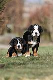 GRAND BOUVIER SUISSE 031